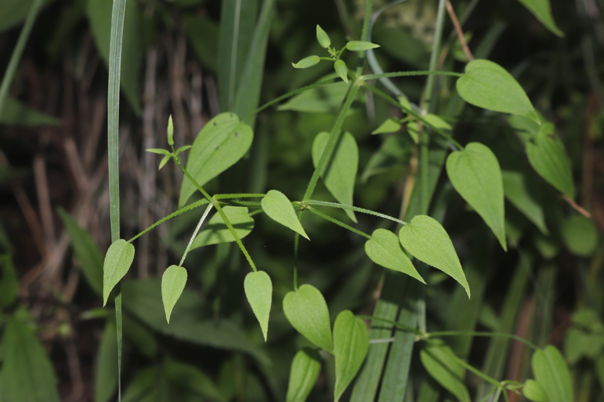 Rubia cordifolia L.